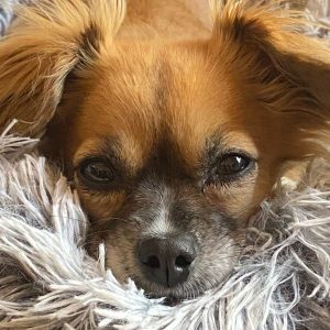 Pippi Papihuahua